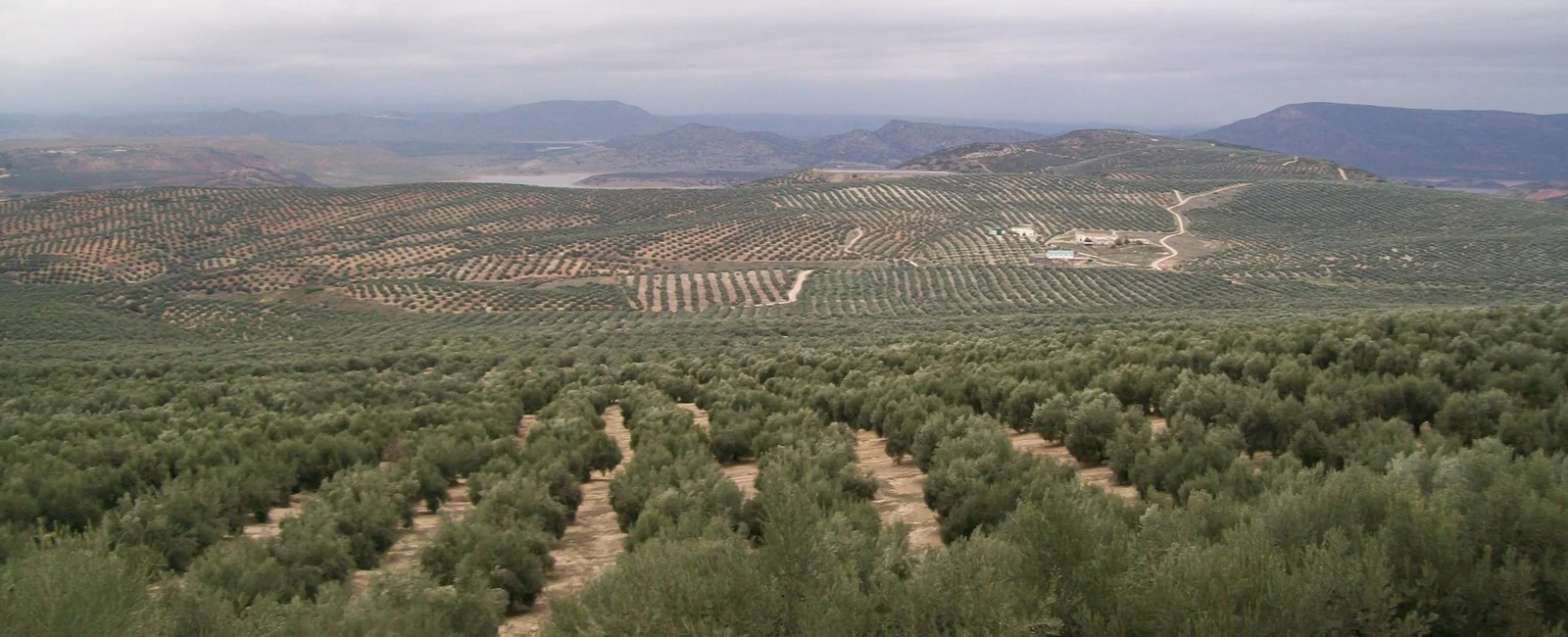 Η υδρολίπανση σε σχέση με την απόδοση και την ποιότητα του ελαιολάδου