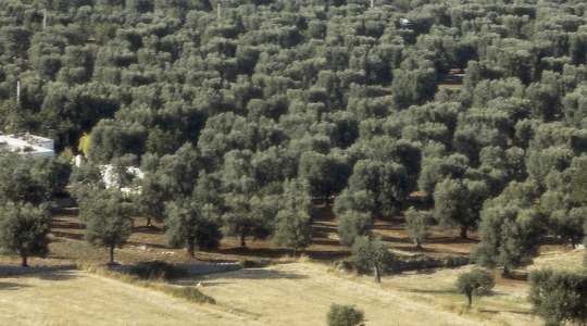 Ελιά Θρεπτικά Στοιχεία και Απόδοση