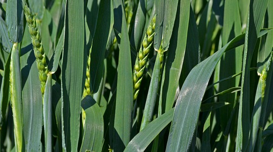 Διατήρηση πράσινης φυλλικής επιφάνειας στο Σιτάρι