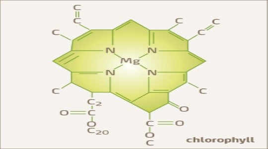 Φυλλική επιφάνεια στο σιτάρι