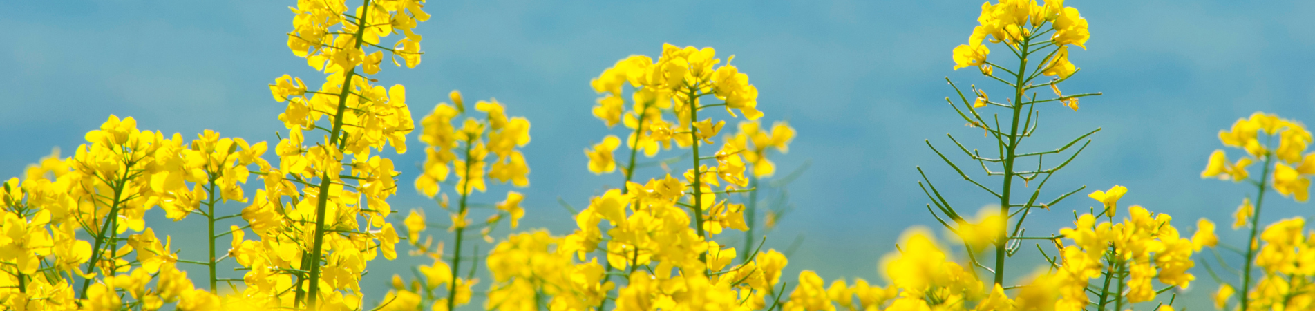 Προγράμματα λίπανσης Ελαιοκράμβης
