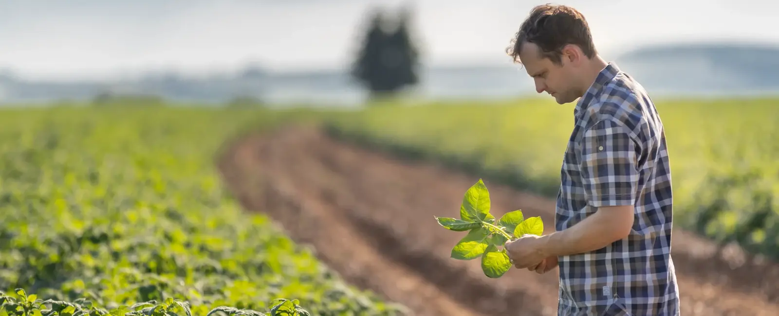 Προγράμματα Υδρολίπανσης Πατάτας
