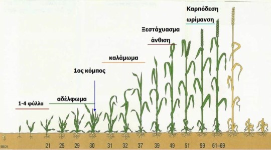 Βιολογικός κύκλος Σιταριού
