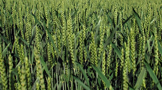 Γενικές πληροφορίες για το Σιτάρι