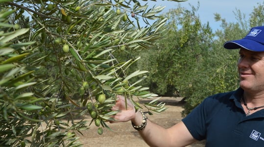 New Τρόποι αύξησης του ελαϊκού οξέος στις ελιές