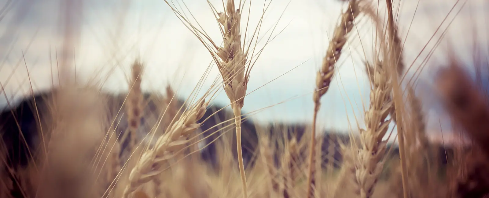 Προγράμματα λίπανση μαλακό σιτάρι