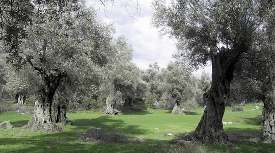 Λίπανση ελιάς: Aπόδοση & Ποιότητα Παραγωγής