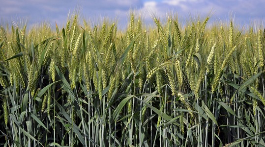 Αύξηση απόδοσης στο Σιτάρι