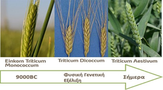 Ιστορική αναδρομή της εξέλιξης των σιτηρών