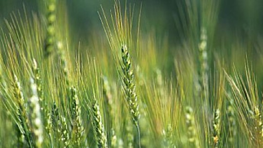 Σιτάρι και υγεία της καλλιέργειας