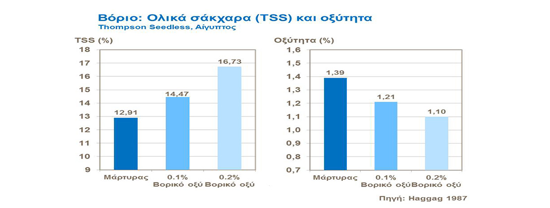 Ο ρόλος του Βορίου και των υπόλοιπων ιχνοστοιχείων στο αμπέλι