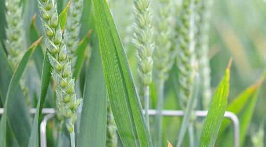 Ποιότητα σιταριού