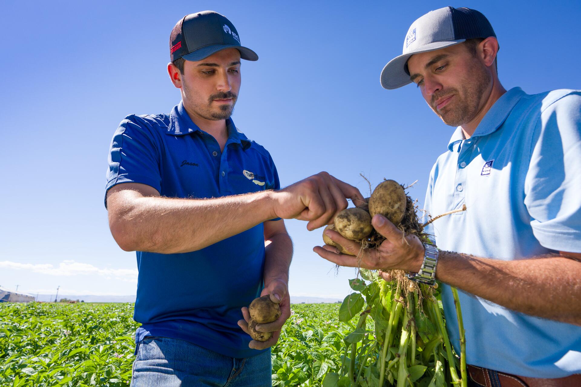 αγροτες σε χωράφι με πατάτες