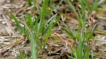 Φύτρωμα και Εγκατάσταση 