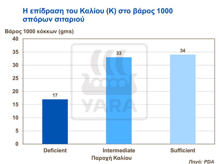 Κάλιο σιτάρι