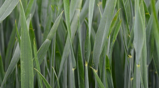 Αύξηση του αριθμού των φύλλων και βλαστών (αδελφιών)