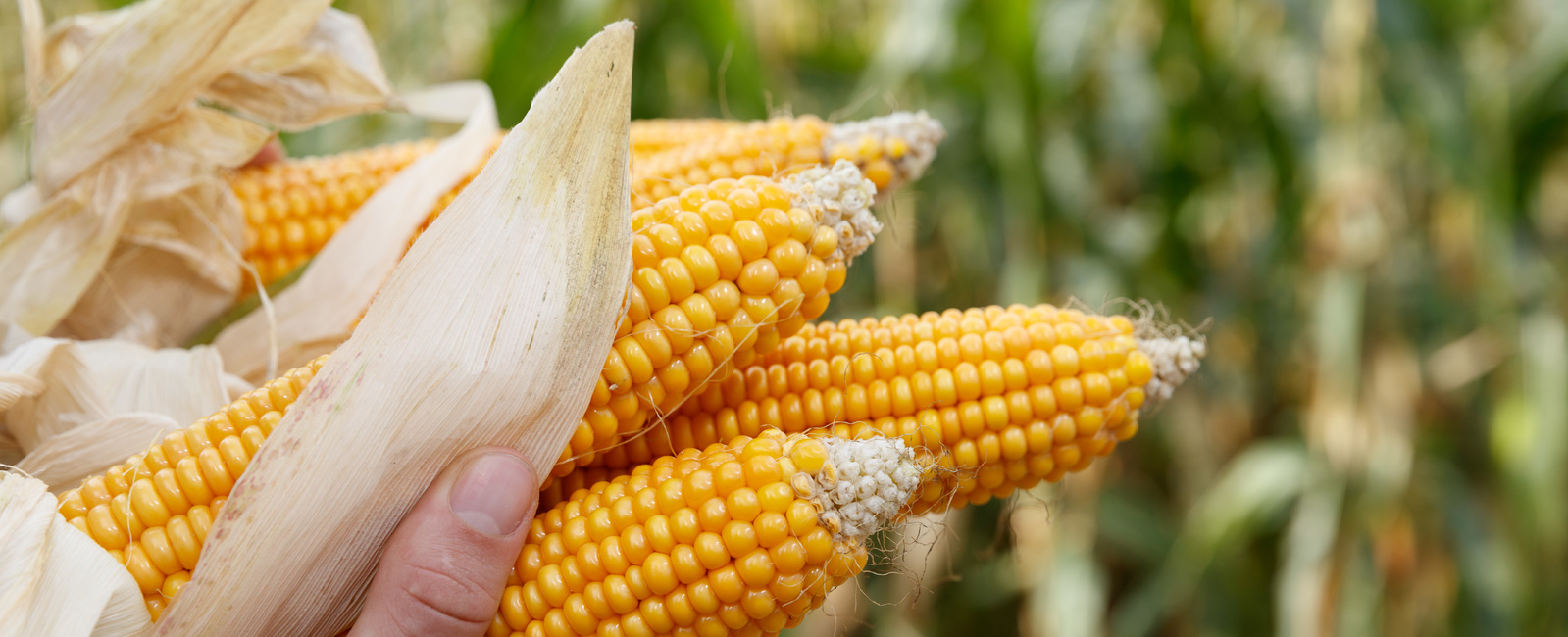 Προγράμματα Λίπανσης Καλαμπόκι 