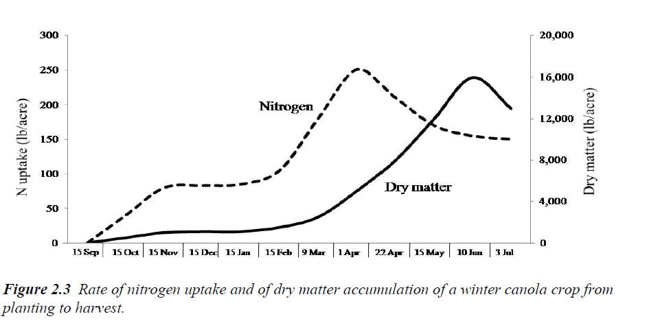 πορεία-ανάπτυξης-ελαιοκράμβης