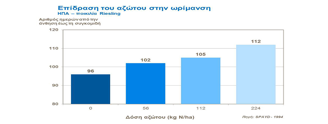 Επίδραση του αζώτου στην ωρίμανση του αμπελιού