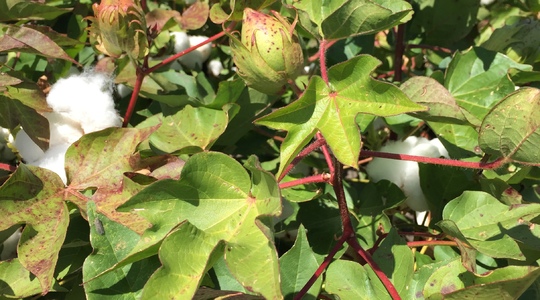 Βαμβάκι καρύδια