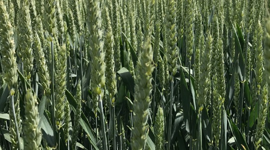 ayksisi-eidikoy-varous-sitari