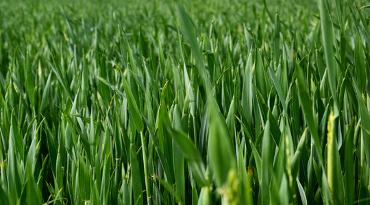 ayksisi prwteinis sitari